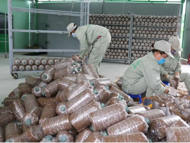 Đóng bịch phôi nấm